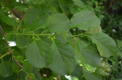 Bittersweet (Glastonbury Bittersweet Battlers)